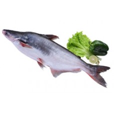 Frozen Pangasius Whole Round